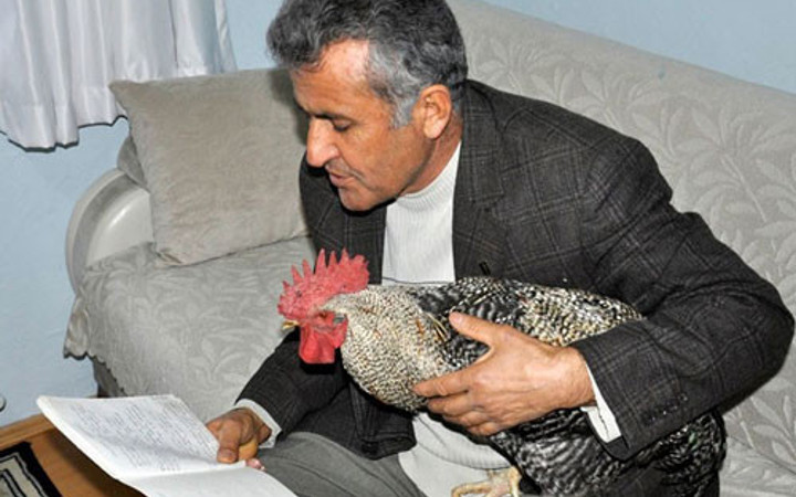 Horozu yakın arkadaşı oldu şu fotoğraflara bakın!