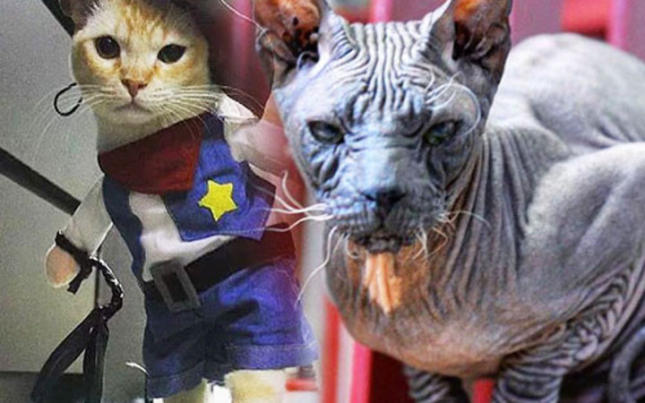 Bu cumhuriyet başka Avrupa'nın kedi cumhuriyeti