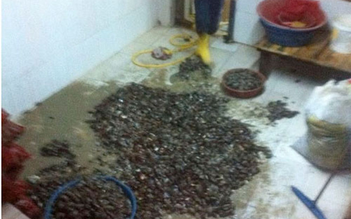 Midye dolma operasyonundan şok görüntüler