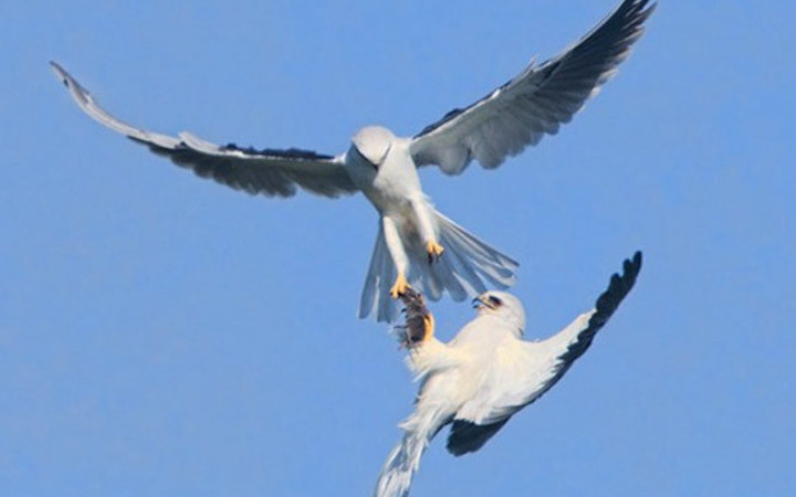 İki şahinin av kavgası! İnanılmaz bir mücadele