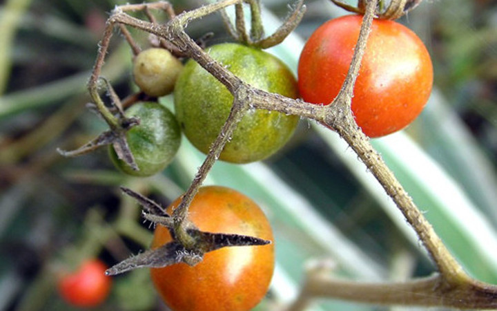 Üretilen her 3 gıdanın 1'i çöpe gidiyor