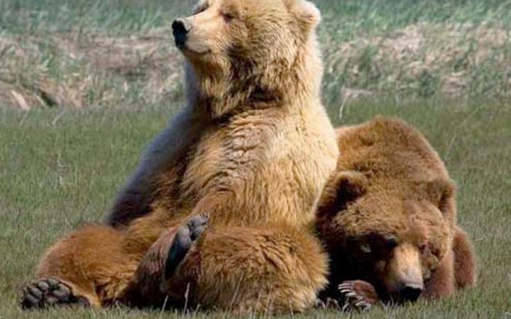 Ayıların cinsel hayatı şaşırttı günde 28 kere...