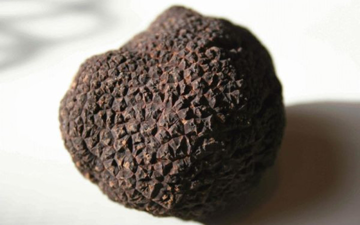 Orman Bakanlığı çalışma başlattı! Kilosu tam 3 bin TL