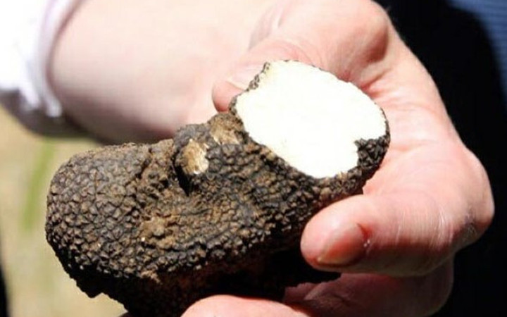 Manisa'da bulundu! Kilosu tam 1000 Euro!