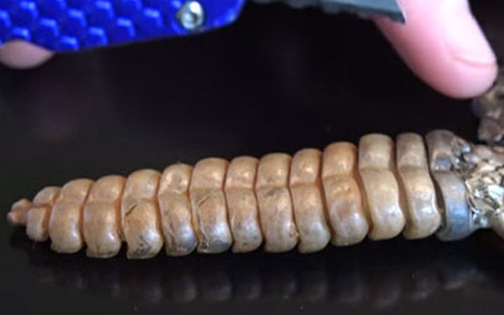 Çıngıraklı yılanın kuyruğunu açınca...