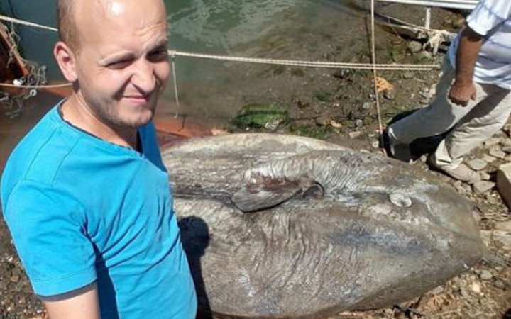 Yarım ton ağırlığında balık yakalandı