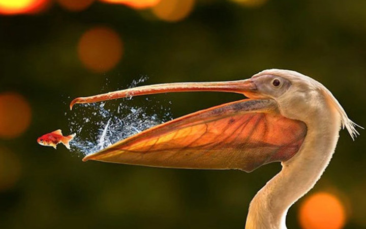 Tam zamanında çekilmiş fotoğraflar