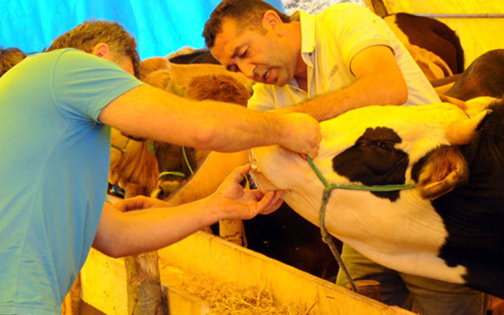 Kurbanlık dana ve koyun fiyatları en iyi kurbanı seçme tüyosu!