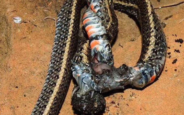 Bu kez yılan yem oldu ilk kez görüntülendi!