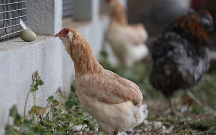 Yeşil yumurtlayan tavuklar karaborsa oldu