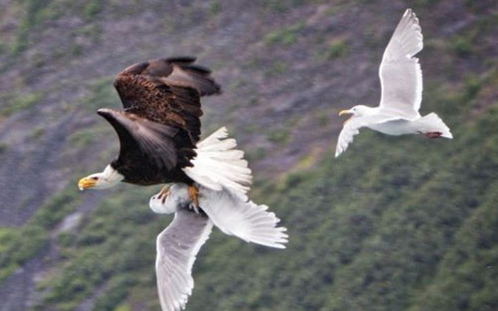 Böyle savaş görülmedi kartal eşine saldırdığı anda...