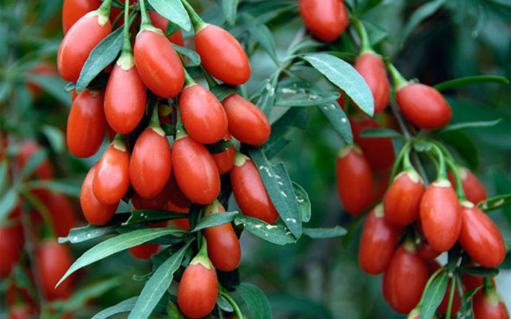 Adeta bir mucize hem zayıflatıyor hem cinsel gücü artırıyor