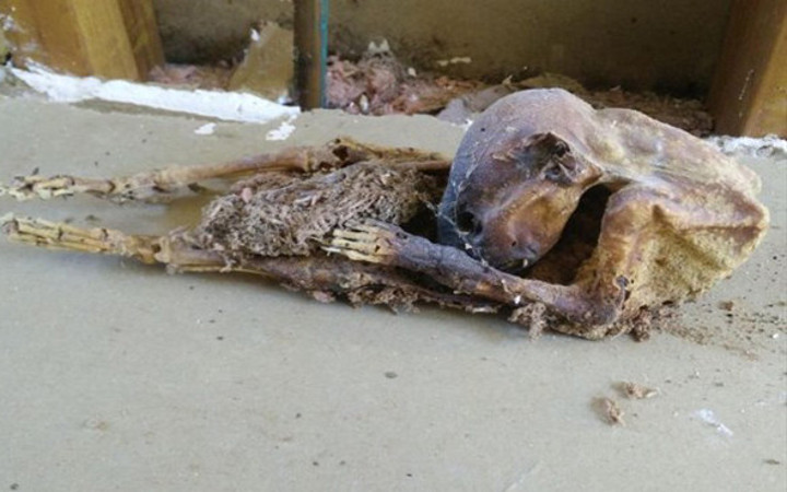 Evini tadilat ettiriyordu temelinden çıkan şeyle hayrete düştü