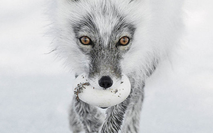 Yılın Vahşi Yaşam Fotoğrafçıları belli oldu