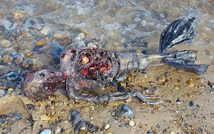 Kimse ne olduğunu anlamadı deniz kıyısına vuran bu ceset dünyayı salladı 