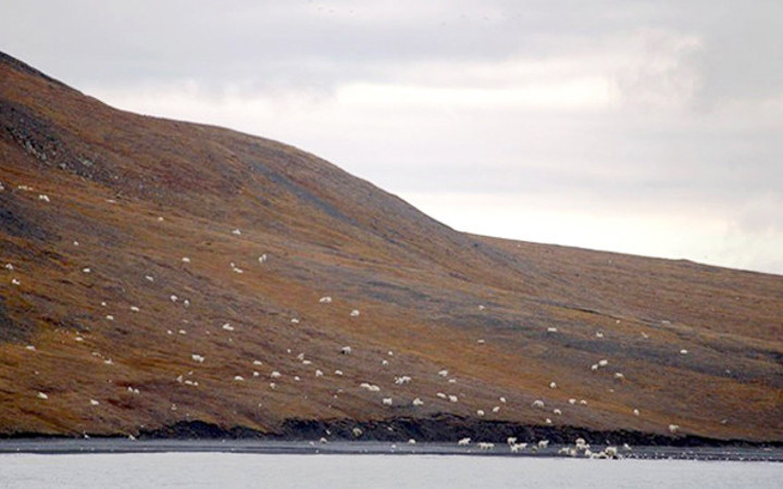 Görenler onları koyun sürüsü zannetti ama gerçek bambaşka