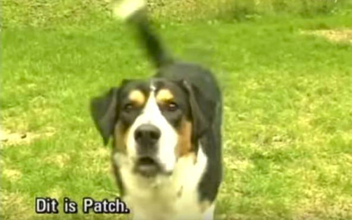 Köpeği bir anda onu ısırmaya başladı nedenini öğrenince şoke olacaksınız