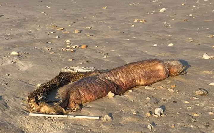 Görenler şoke oldu ordu alarma geçti hiçbir şeye benzemiyor