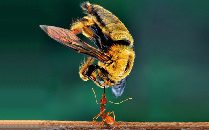 Hayrete düşüren kareler karıncaları daha önce hiç böyle görmediniz!