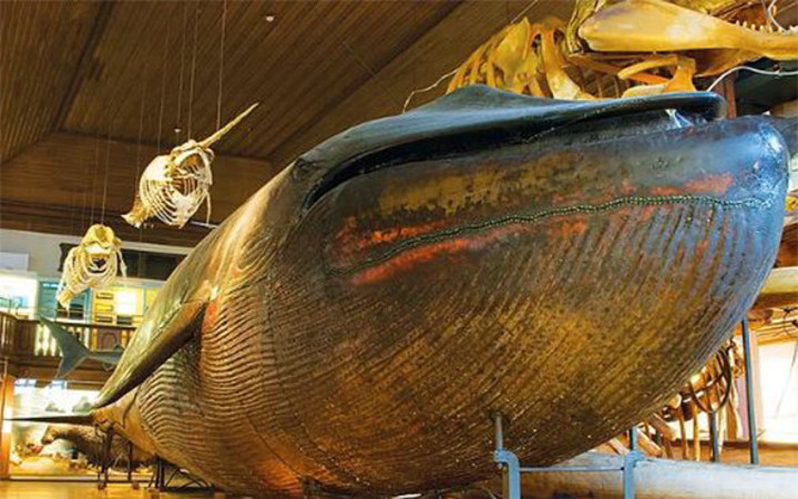 Balinanın içine girip cinsel ilişkiye girince çok fena yakalandılar