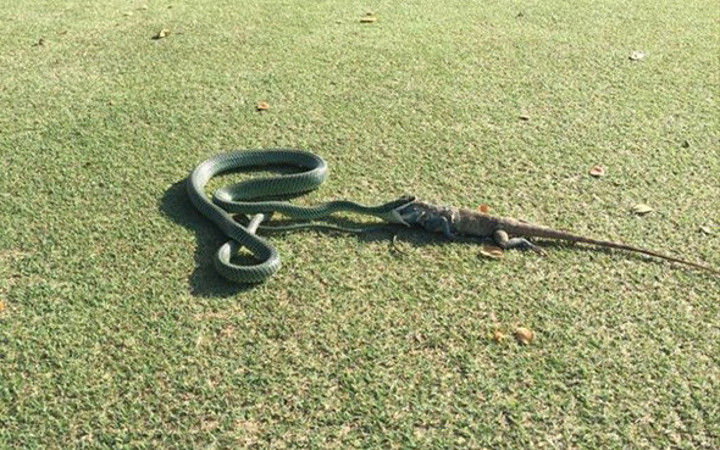 Golf sahasında girdi bu manzarayla karşılaşınca şoke oldu