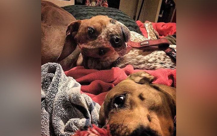 Bunu görenler hayrete düşüyor!