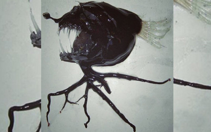 Bir anda ortaya çıkınca gören herkes hayrete düştü