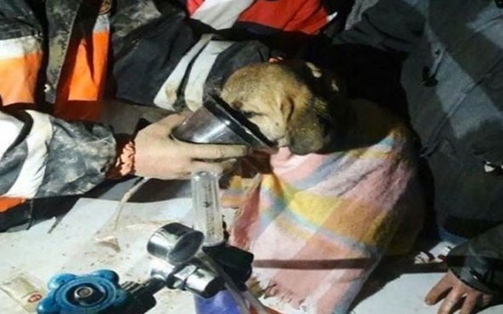 Beykoz'da kuyuya düşen köpek kurtarıldı ilk kareler