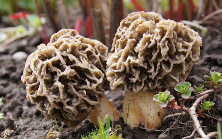 Fiyatı çeyrek altın kadar ama satmıyorlar