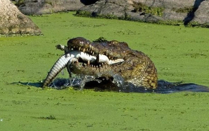 Timsah yavrusunu böyle yedi bu görüntüler dehşet