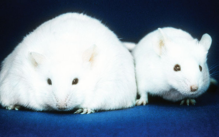 Fare beyniyle diş fırçalıyorlar bu kadarına da pes!