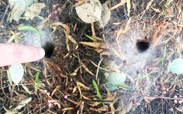 Fazla merak her zaman iyi değil! O deliğe parmağını soktu ve...