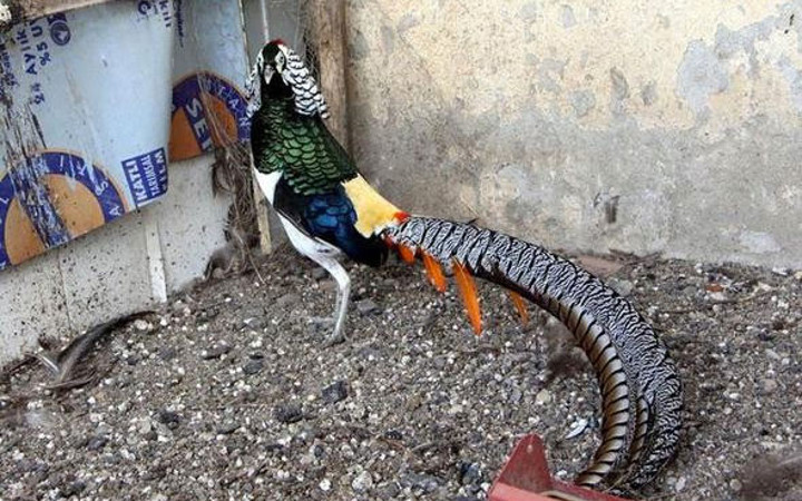 Fiyatı otomobille yarışıyor hobi olarak başlamışlardı ama...