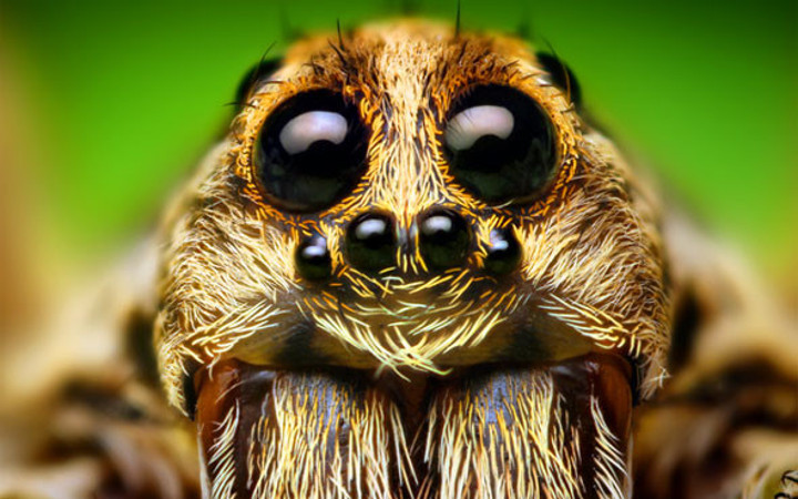 Isırdığı adamın bacakları kesildi! İnanılmaz olay