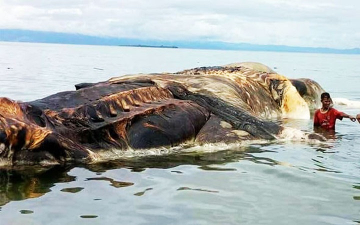 Dünya Endonezya'daki yaratığı konuştu! Bakın çıka çıka ne çıktı