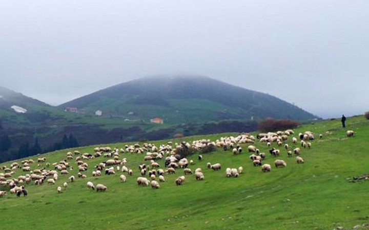 4 bin TL maaşla çoban arıyorlar