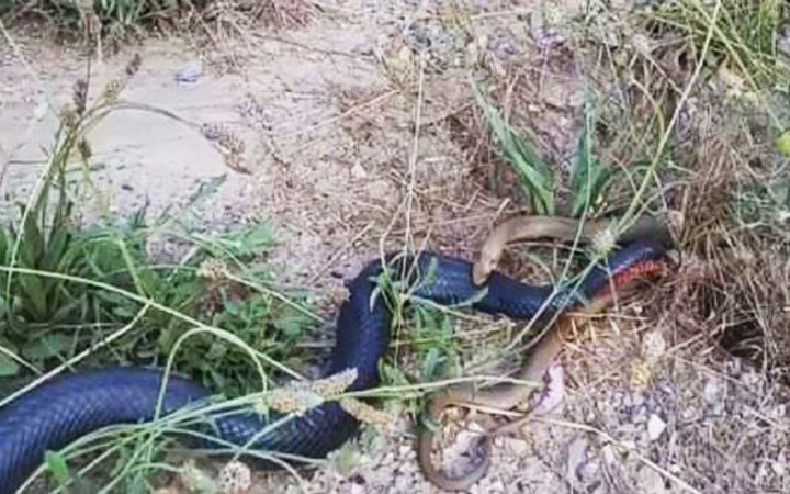 Vahşi doğada ölümcül kavga! Bu kez yılanlar birbirine girdi