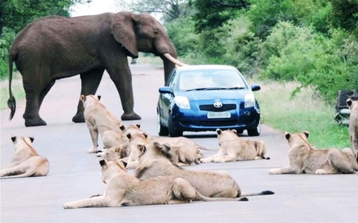 Bir yanda fil bir yanda aslanlar bir anda saldırdı tam 6 kişi...