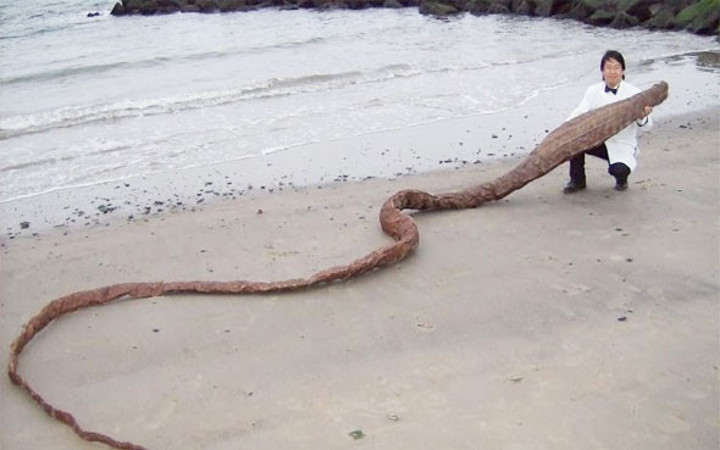 Denizden çıkan bu canlı görenleri şoke etti bu ne böyle?