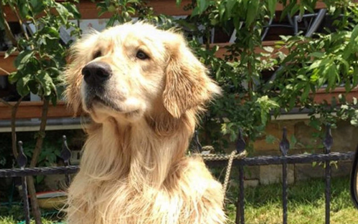 Köpeğinizin gözünde akıntı varsa dikkat!