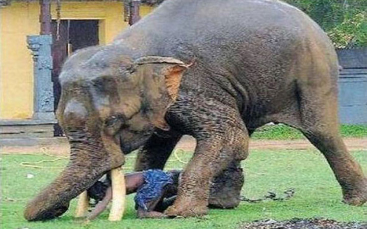 Çılgın fil kendisini sinirlendiren adamı yakaladı altına aldı ve...