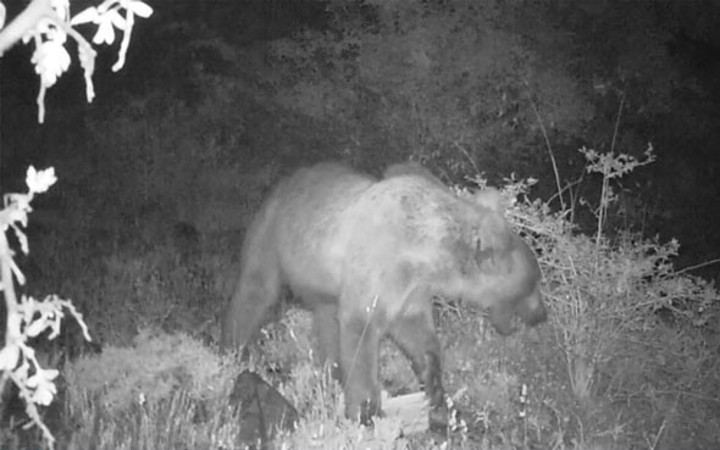 Erzincan'da yaban hayat böyle görüntülendi