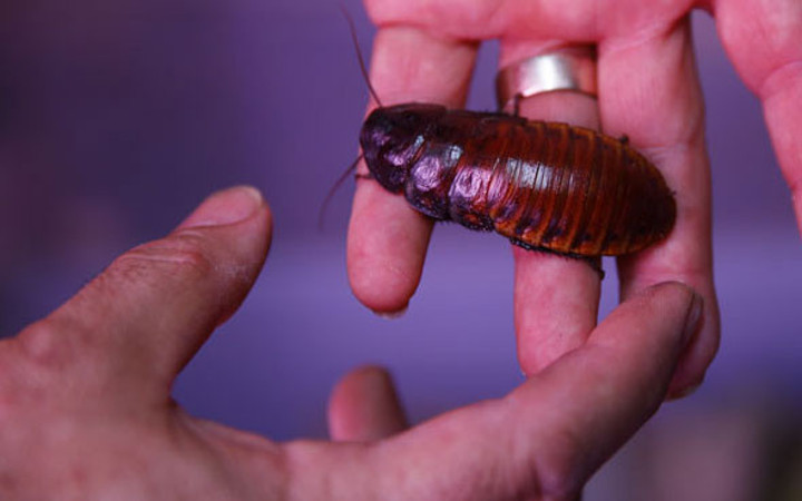 Para verip hamam böceği satın alır mısınız? Tanesi 4 lira