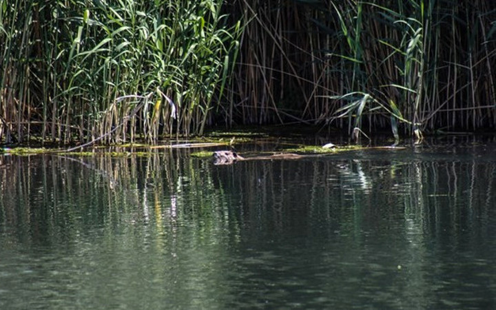 Ermenistan ve Rusya'dan kaçıp Ağrı Dağı'na yerleştiler