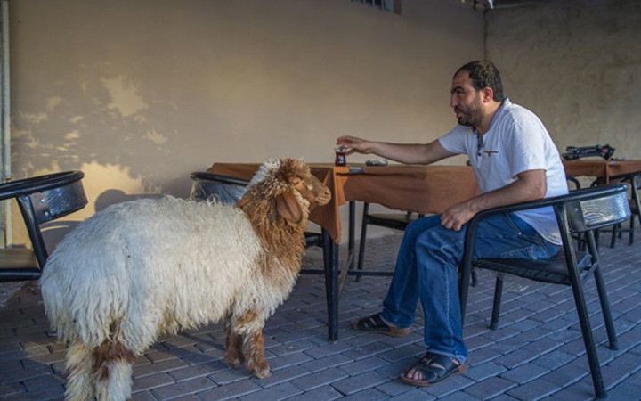 En yakın arkadaşı kuzu beraber kahvehaneye bile gidiyorlar