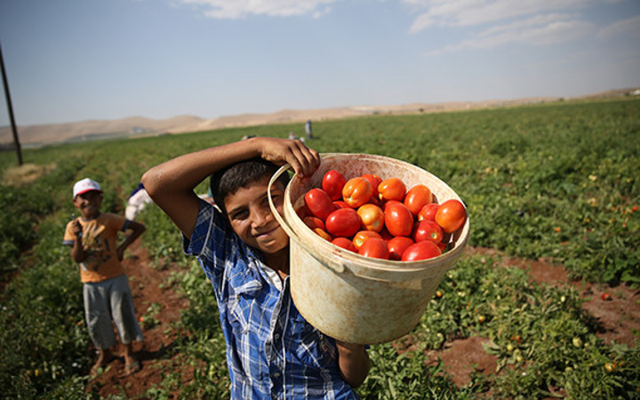 45 dereceyi aşan kavurucu sıcakta ekmek mücadelesi!