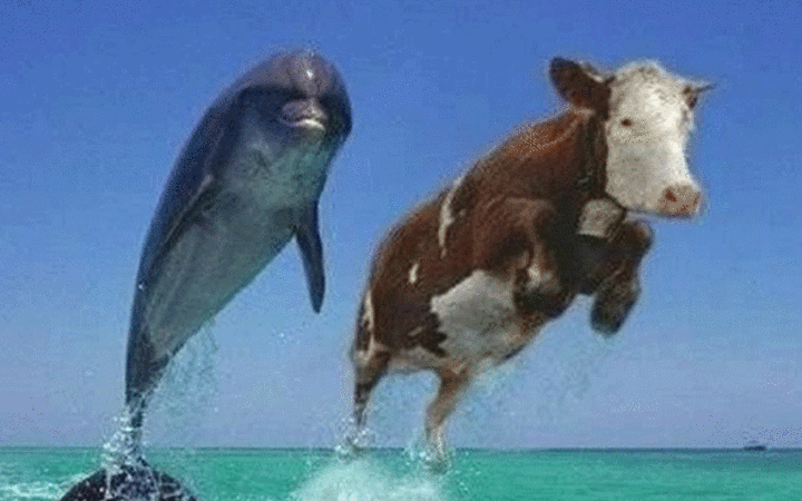 En komik kurban bayramı capsleri krize gireceksiniz