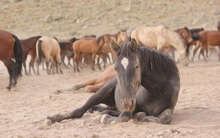 Yılkı atları yakalanmaya başladı