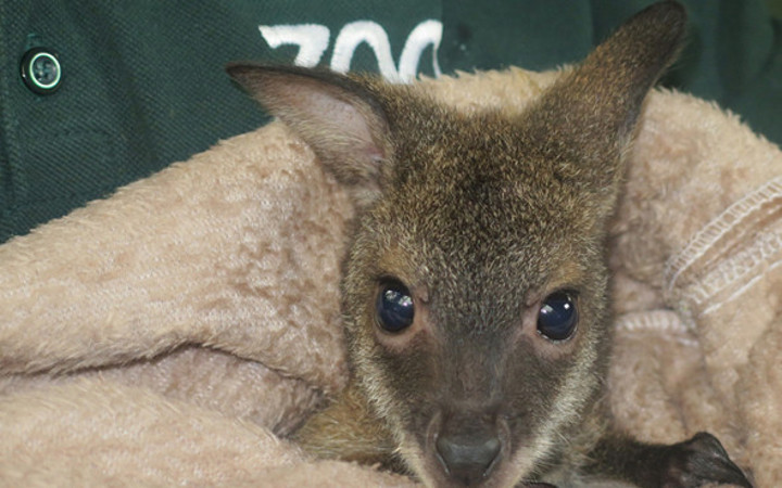 Kocaeli'de yavru kanguru 'Pinky'e anne sıcaklığıyla bakılıyor