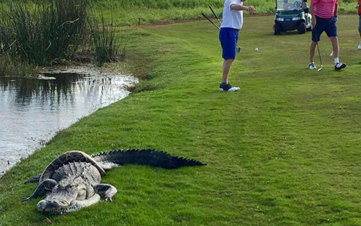 Golf sahasında şoke eden olay kimse ne olduğunu anlamadı